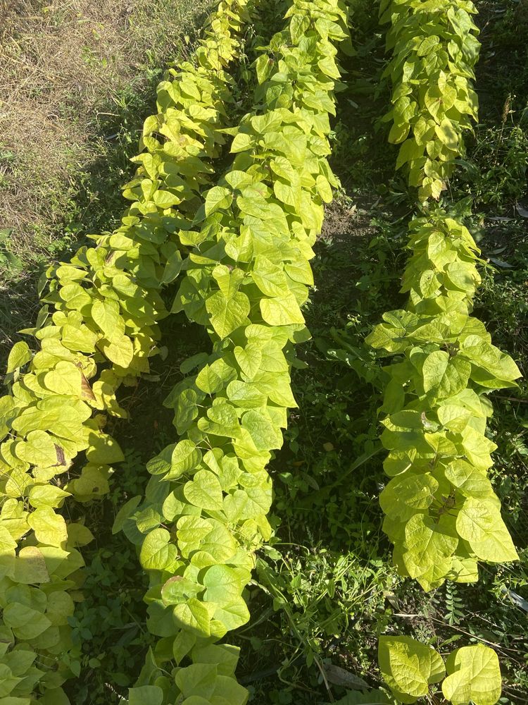 Sadzonka katalpa