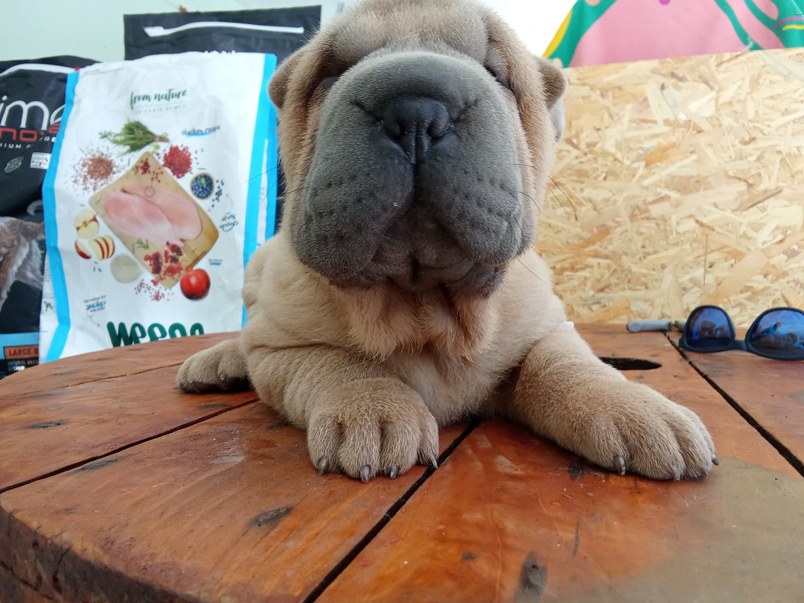 Sharpei puro creme   disponível para entrega