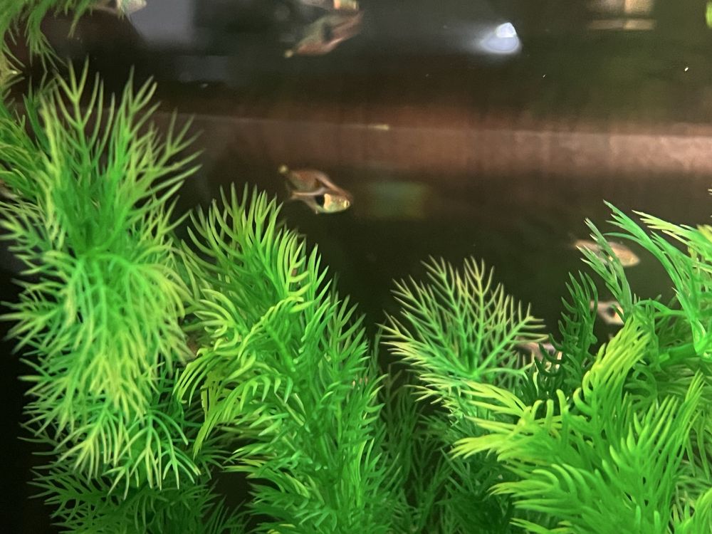 Razbor klinowy (rasbora heteromorpha)