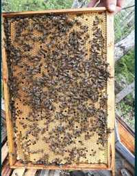 Бджолопакети бджолосімї 2024