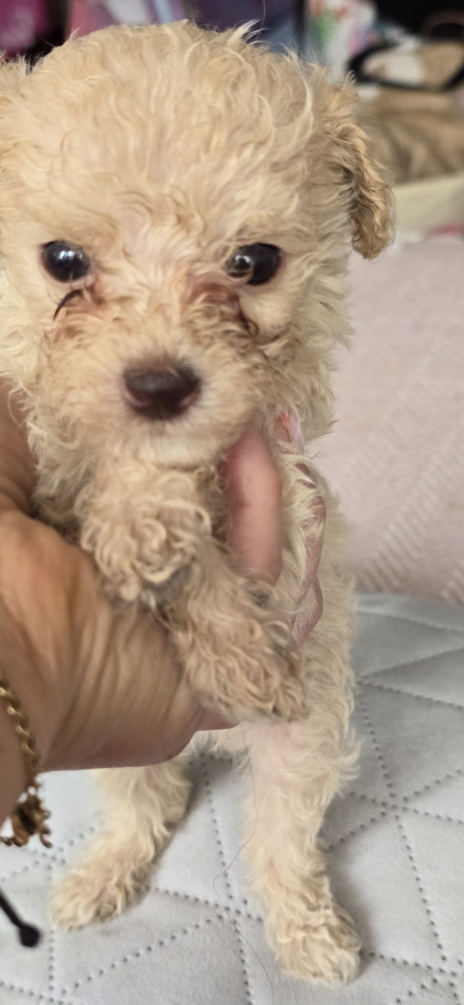 Malutki Maltipoo