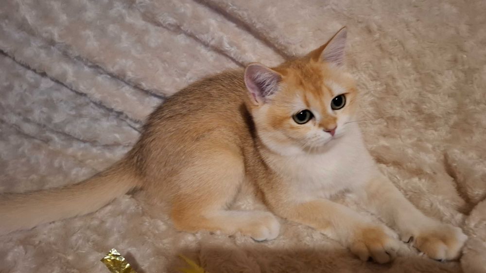 Kotka brytyjska krótkowłosa ZŁOTA wiarygodny rodowód WCF-PZF