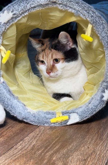 трёхцветные кошки в хорошие руки