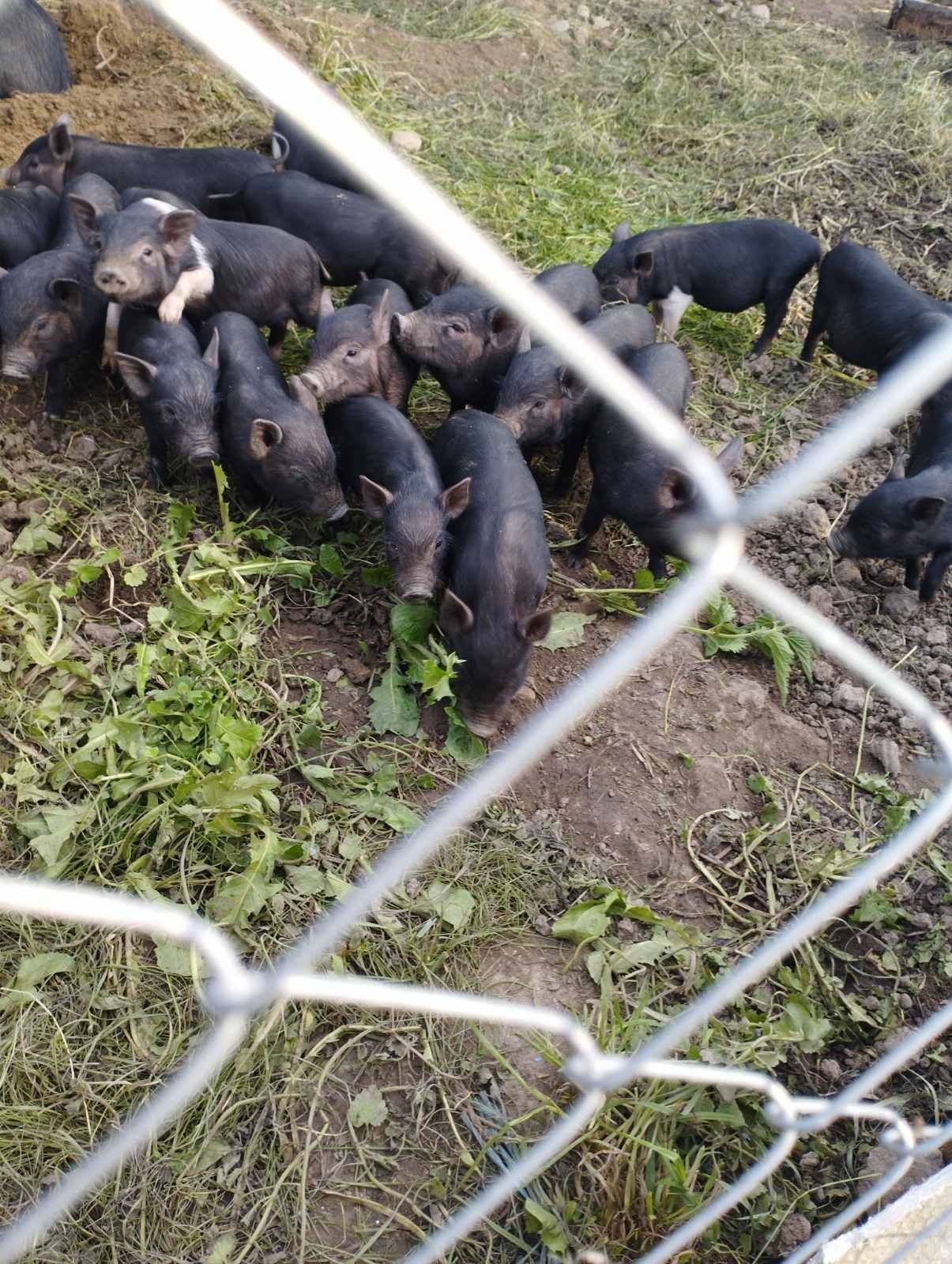 Продам В'єтнамські поросята