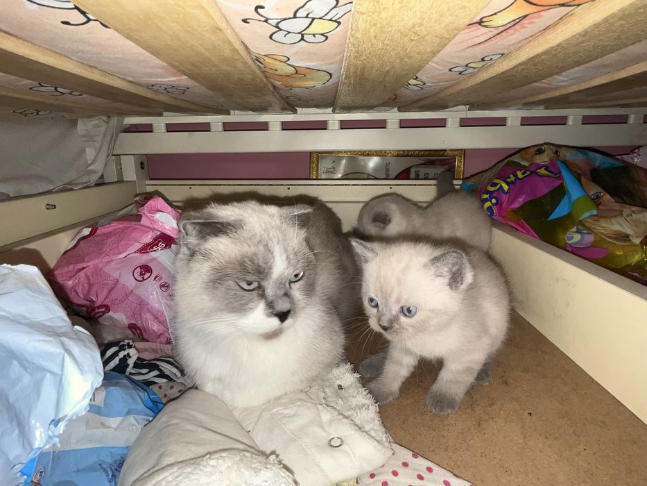 Продаются котята британской вислоухой шиншилы