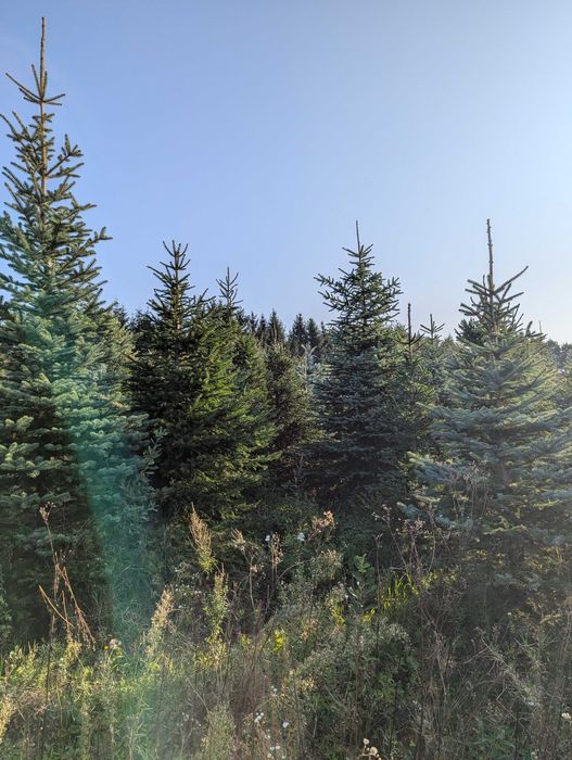 Choinki - Świerk Srebrny