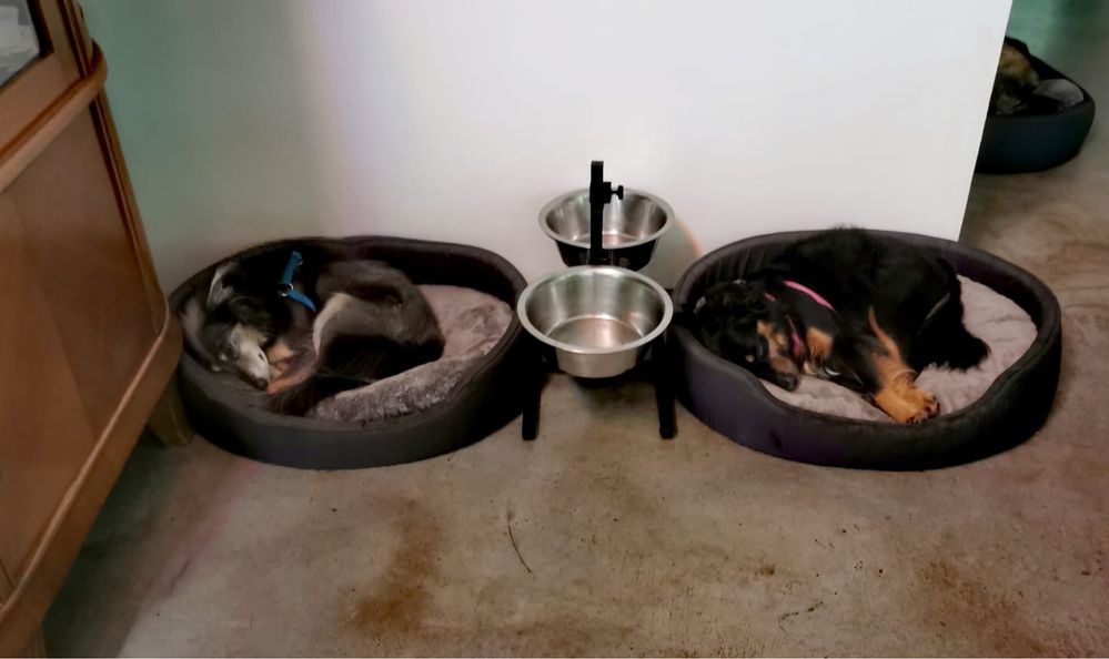 Shiva - grozi jej powrót do schroniska, szukamy domu, do adopcji sunia