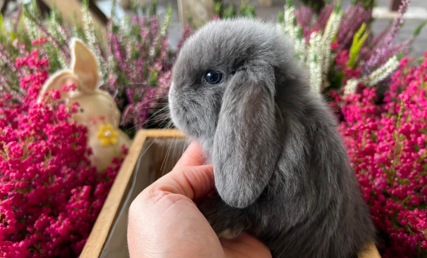 Króliki miniaturki mini teddy mini lop mini angora dostępne od ręki