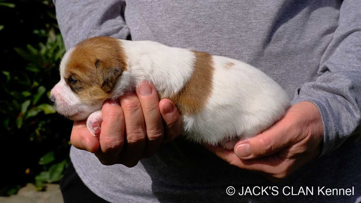 Jack Russell Terrier gładkowłosy ZKwP (FCI)