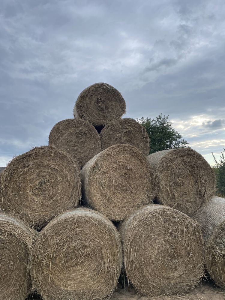Bele siano 130cm 20szt