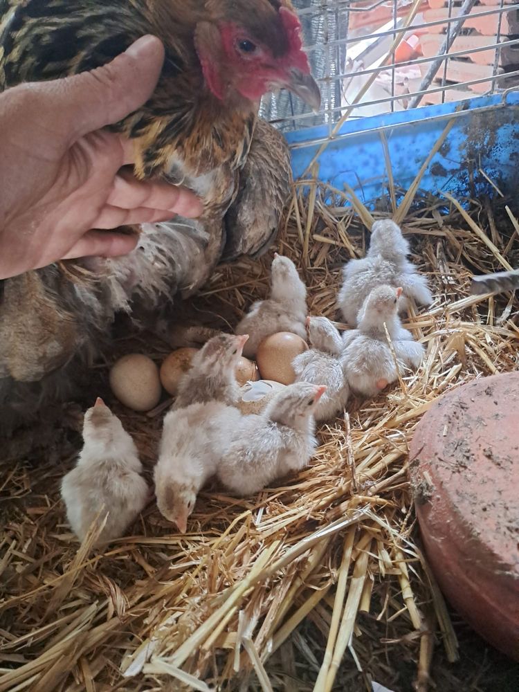 Vendo Pombos Brancos para casamentos e batizados