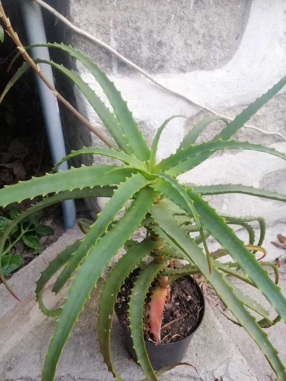 Aloe Vera e Aloe Arborescens - planta em vaso