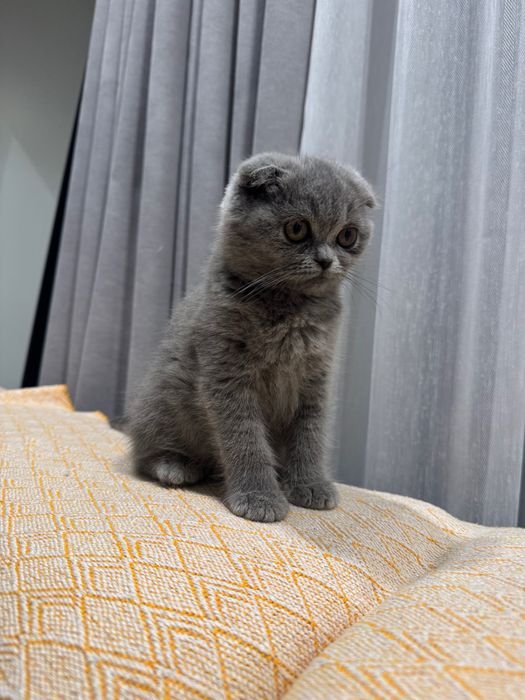 Gatinha Scottish fold