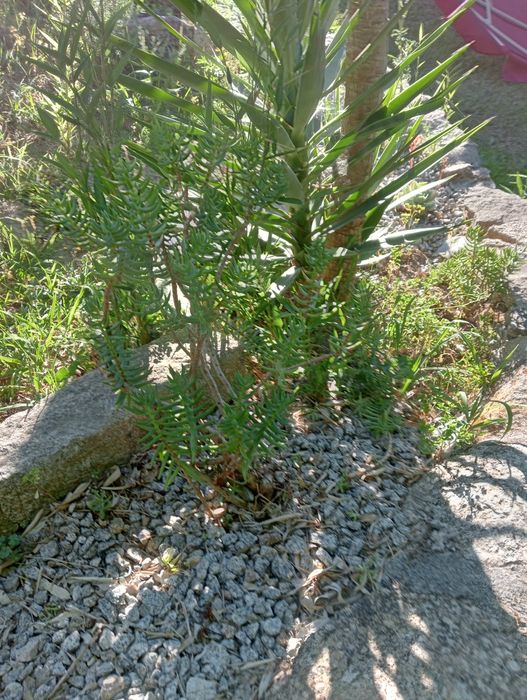 Vendo catos pequenos