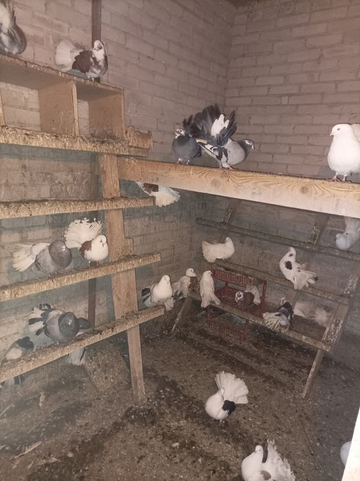 Sprzedam Pawiki różne kolory