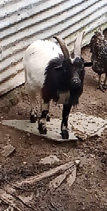 Cabritos e cabritas para vender