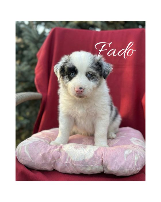 Szczeniak border collie blue merle (z bad. genetycznymi i rodowodem)