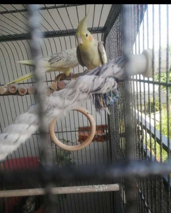 Sprzedam papugi Nimfy razem z klatką