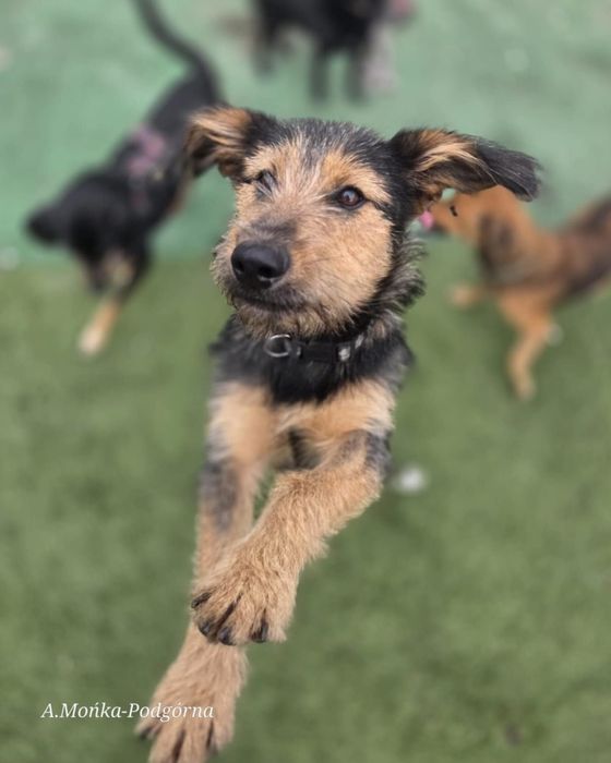 Oddam za darmo, do adopcji- Uroczy Tołdi szuka domu