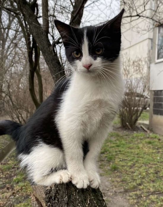 Котик, безкоштовно