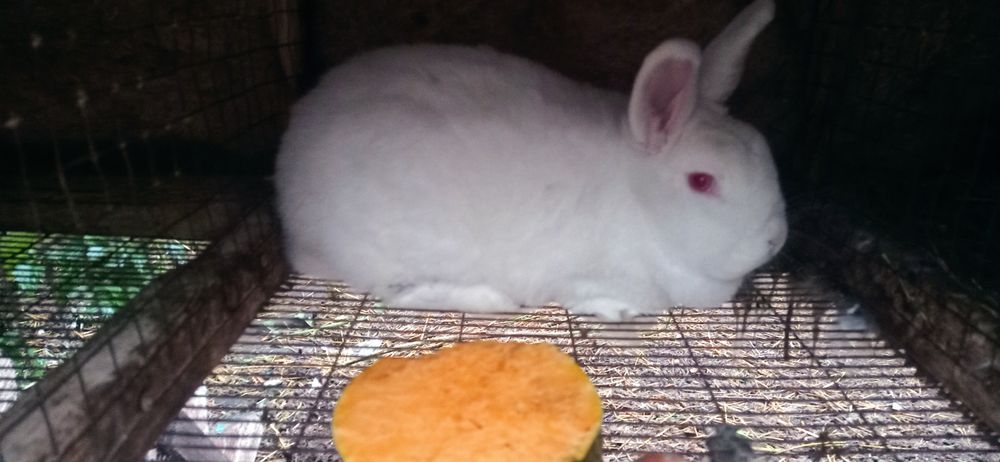 Продам кроличку НЗБ
