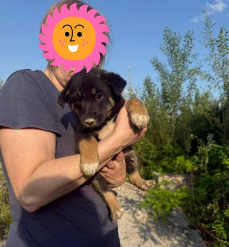 віддам цуценя, дівчинка, 2 місяці, допоможіть врятувати