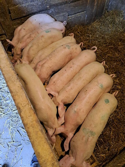 Prosiaki prosięta tucznik