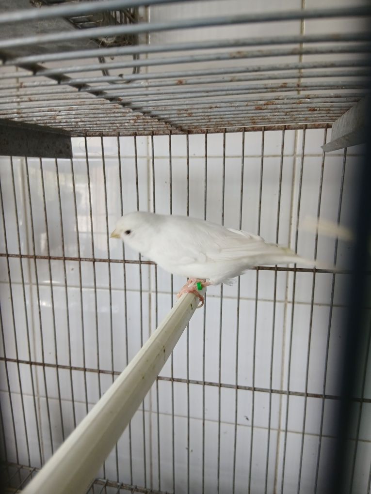 Canario branco  2024