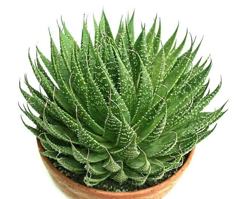 PROMOÇÃO Portes GRATIS Suculentas Catos Aranto Kalanchoe 7 Plantas