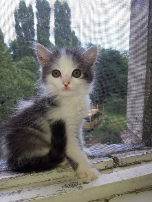 Отдадим котят в ответственные руки