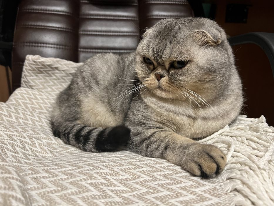 Шотландська висловуха