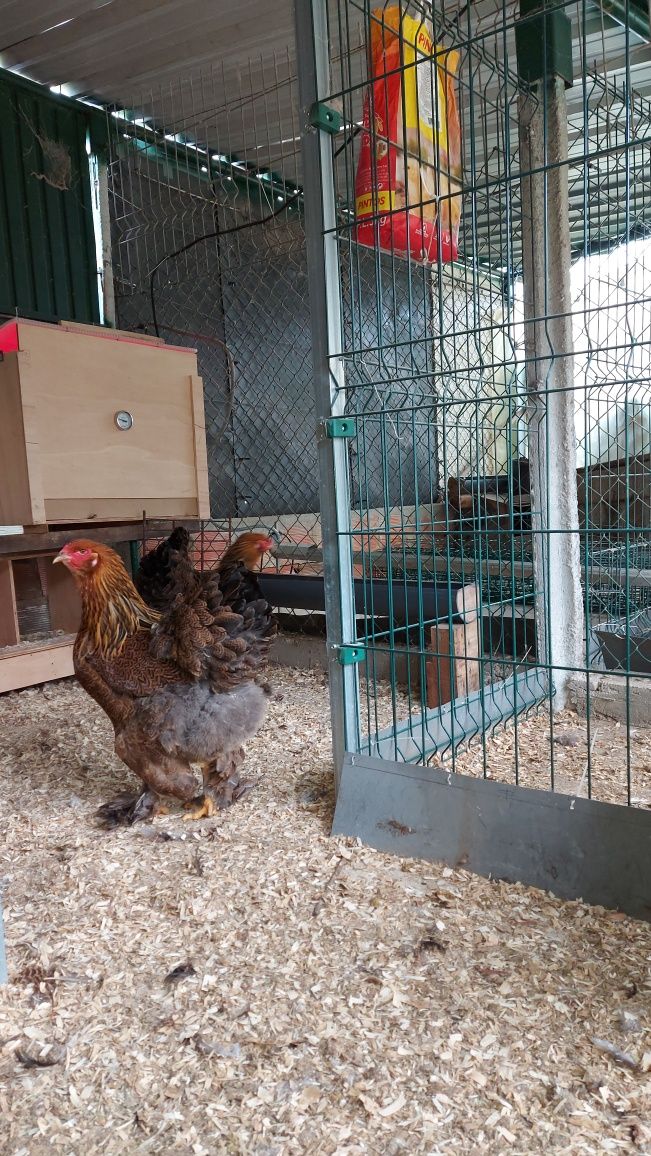 Ovos Brahma Perdiz | Pintos Rhode Island Red