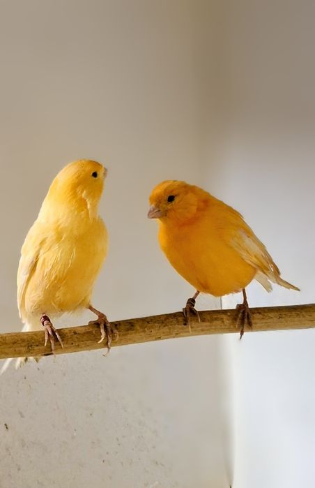 Samice kanarka, czerwone.