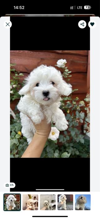 Лагідні мальтипу - вони нейморні (мальтіпу хлопчиКи)