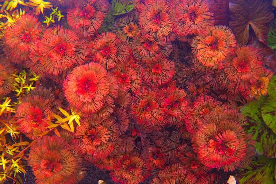 Rośliny akwariowe czerwone Cabomba piauhyensis red Kabomba