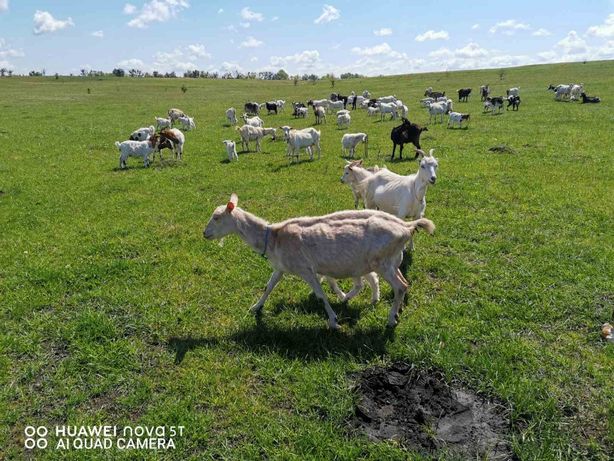 Продам дойних кіз, продам кізочок різних порід, коза Зааненьска