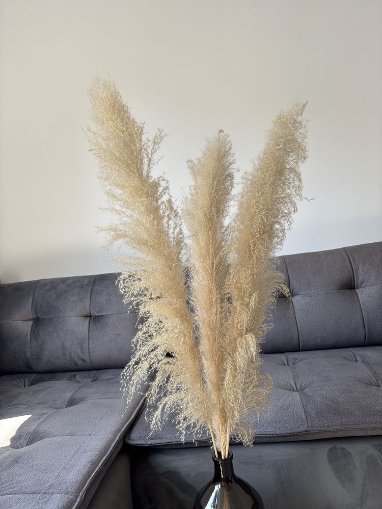 3 sztuki trawy pampasowej dluga 120-130 cm