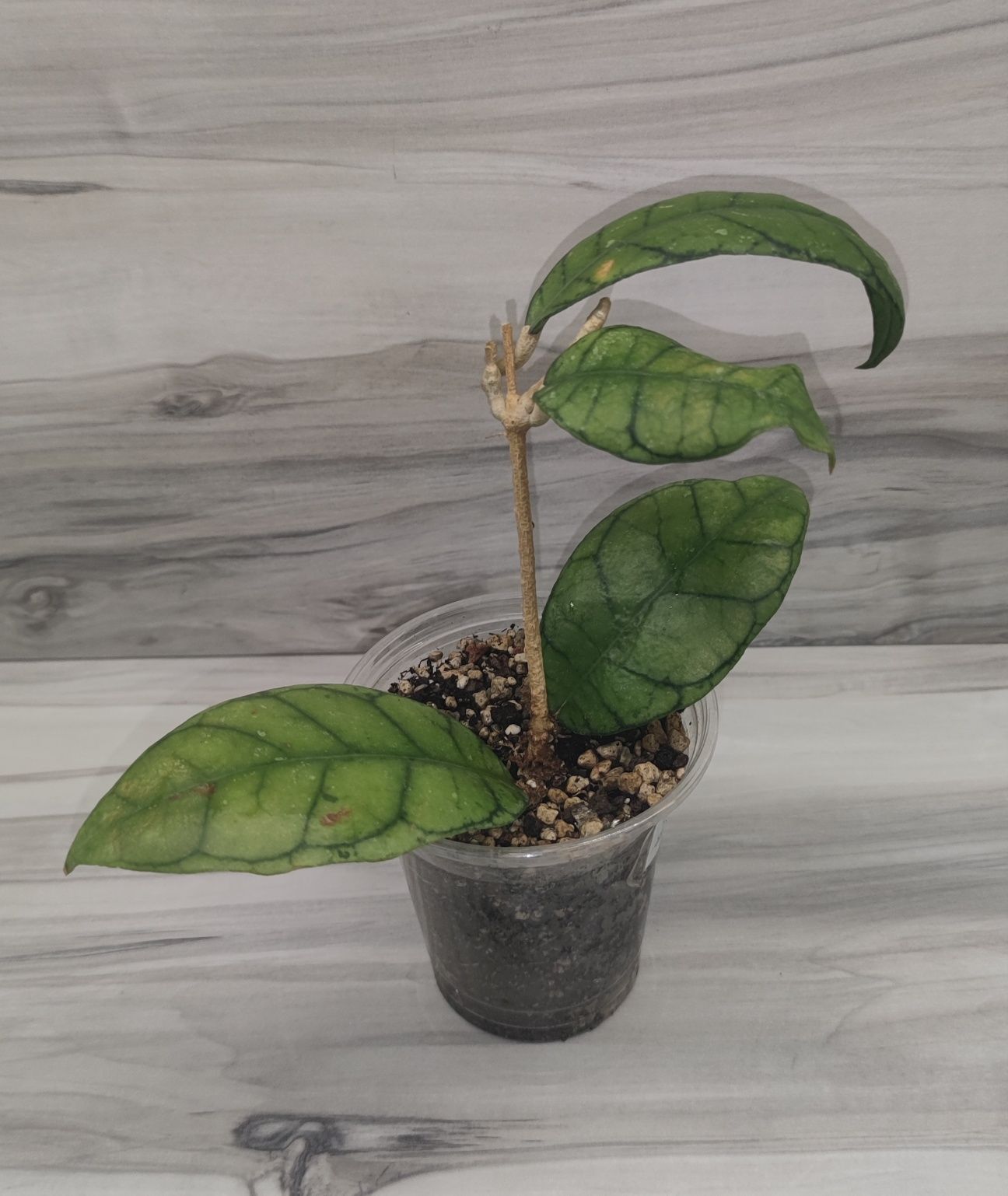 Хойя Hoya, Dischidia, Walliniana var. та ін.