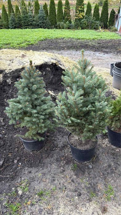 Сосни привиті ялинки блакитні в горщиках і з комом