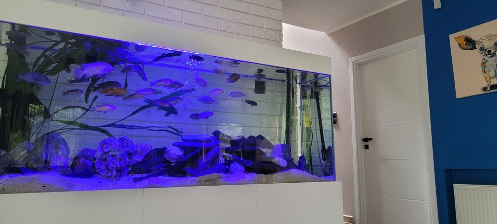 Akwarium 350 L z szafką