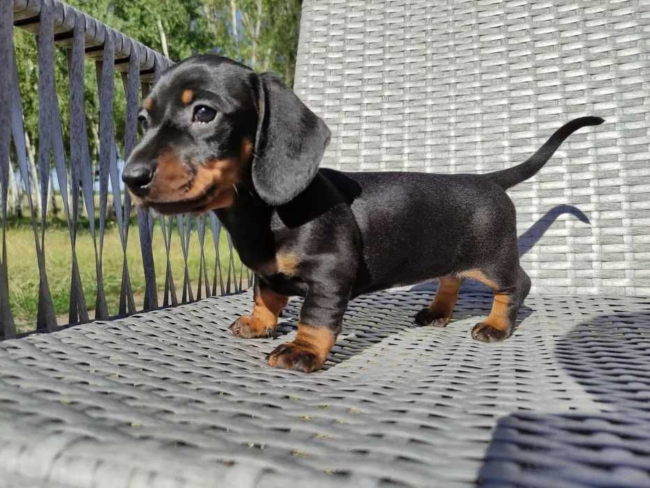 Teckel preto afogueado