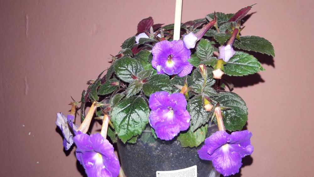 Цветы комнатные ахименес