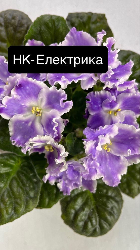 Терміново продам фіалки!