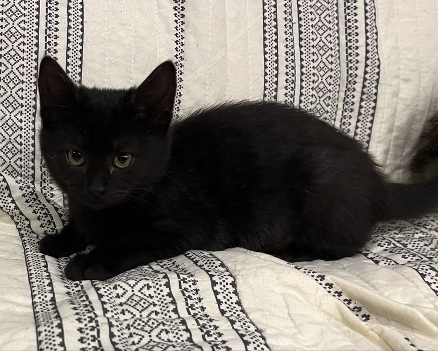 Кошеня в добрі руки