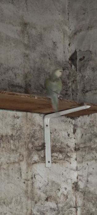 Ring necks Fêmea Adulta , Jandaya Fêmea, Aratinga sol