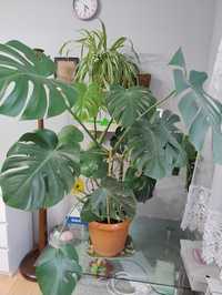 Monstera dziurawa