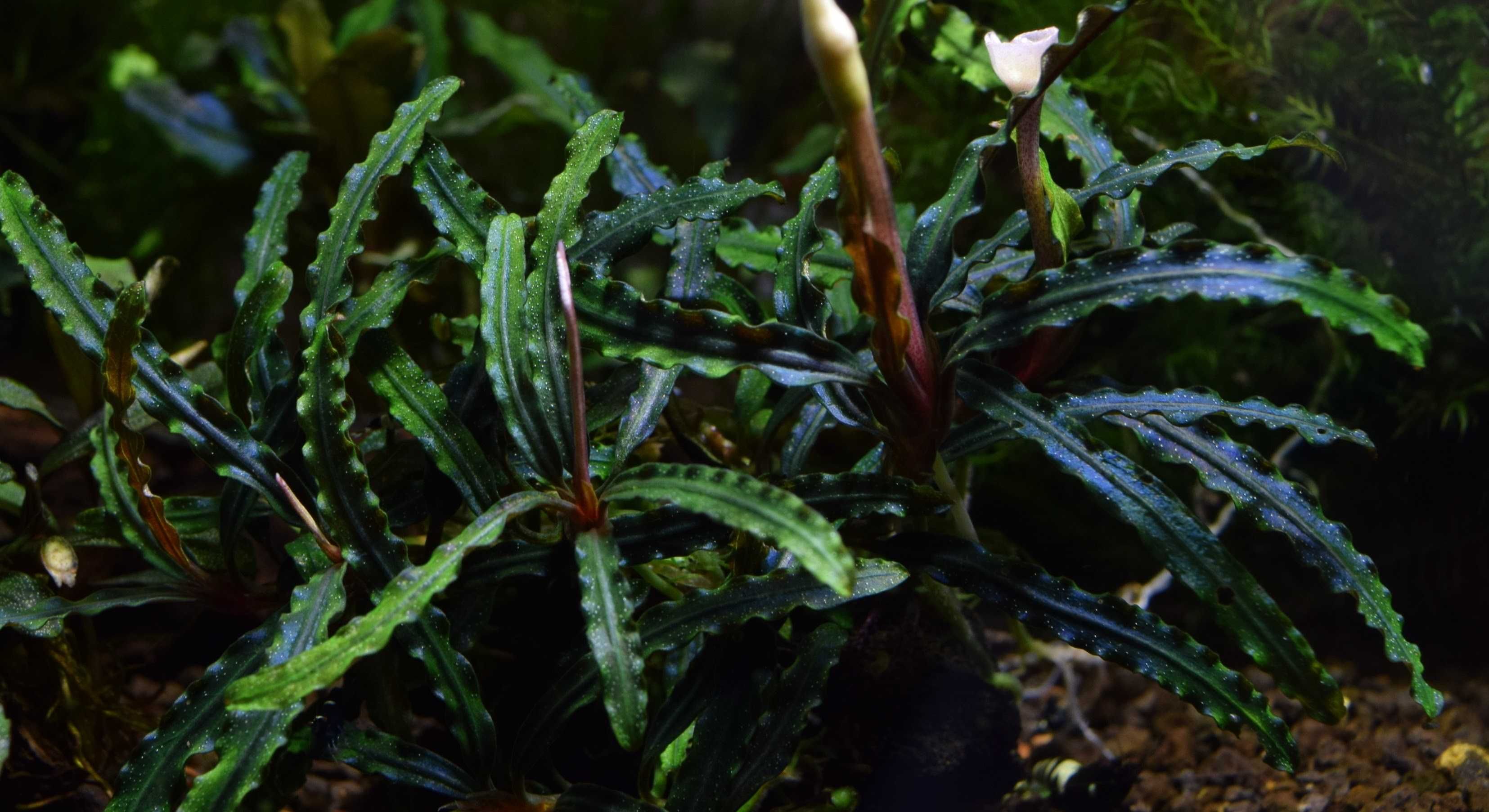 Bucephalandra forma podwodna 100%