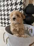 Maltipoo piekna mała dziewczynka