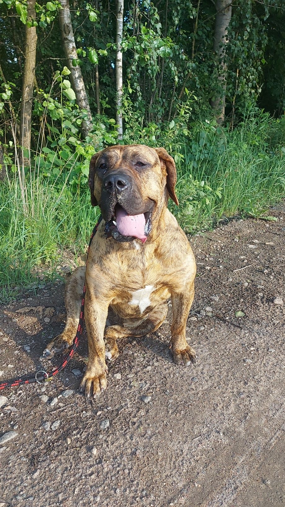 Szczeniak Presa Canario ZKwP/FCI