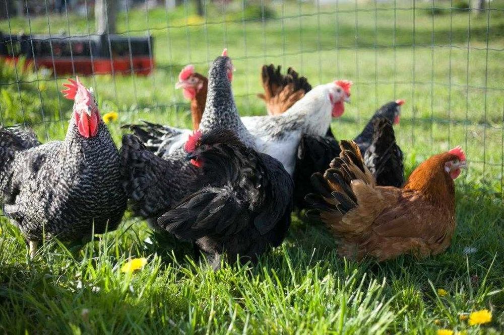 Kurki kokoszki nioski odchowane Tetra tintet na jajko dowóz Gratis